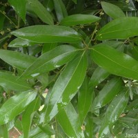 Neolitsea cassia (L.) Kosterm.